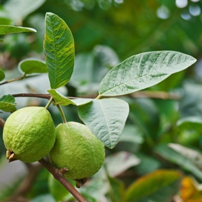 Sonhar com goiaba: madura, com bicho, no pé, verde, doce e mais formas!