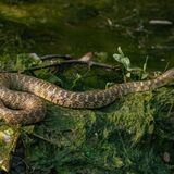 Sonhar com cobra na água: Amarela, verde, preta, branca, coral e mais!