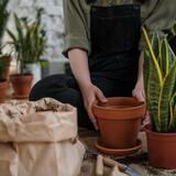 Sonhar que está plantando: mudas, flores, frutas, semente e mais!