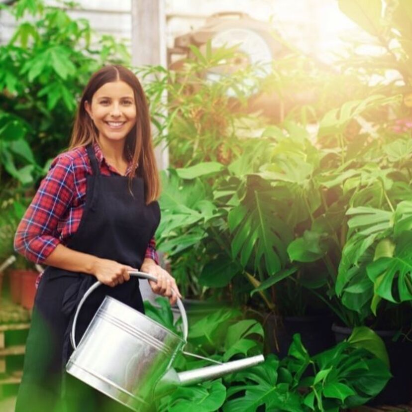 Significado da planta Costela de Adão: benefícios, cultivo e mais!