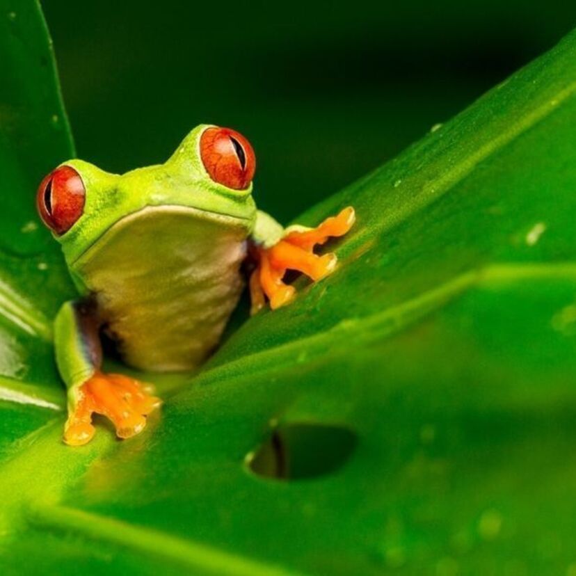 O que significa sonhar com sapo verde? Grande, pulando e mais!