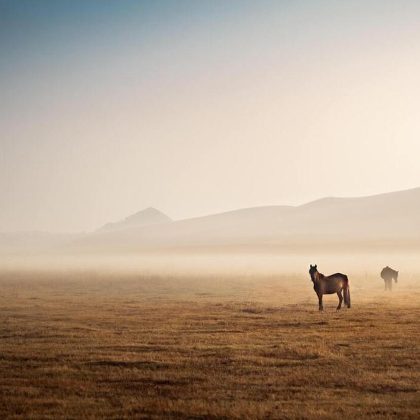 Significado de sonhar com cavalo marrom: Bravo, manso e mais!