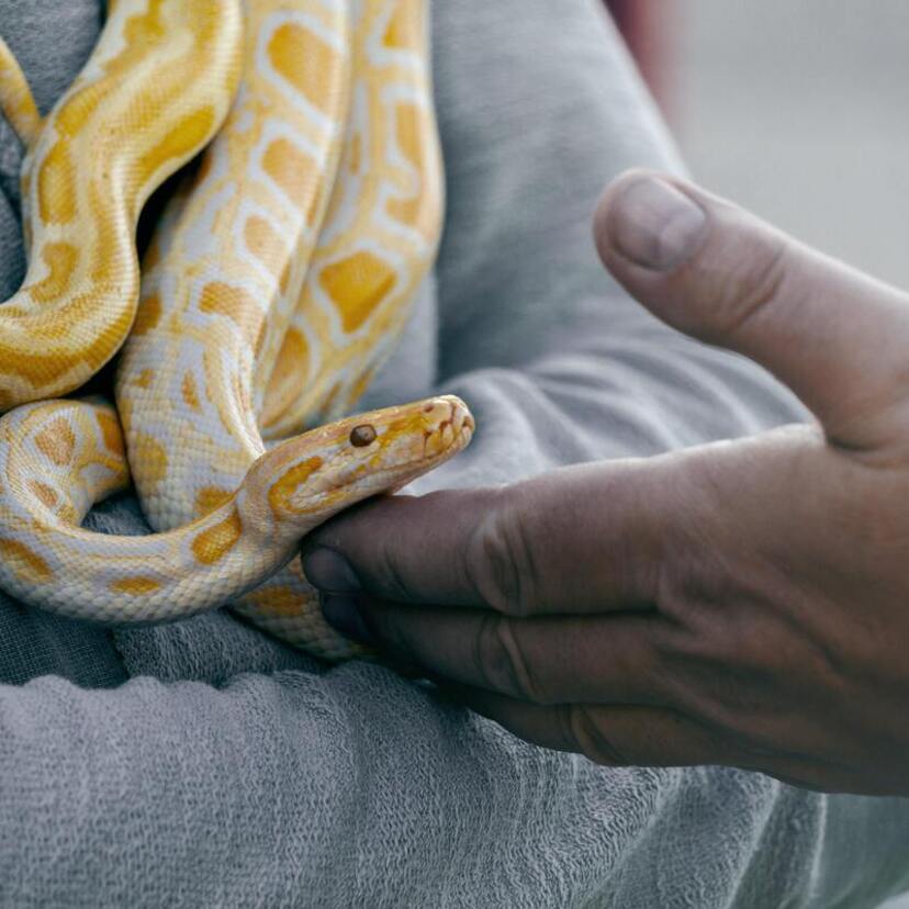 Sonhar com cobra picando: Mão, pé, outra pessoa, filho e muito mais!