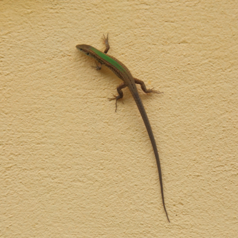 Sonhar com lagartixa: em casa, na parede, no carro, na água e mais!