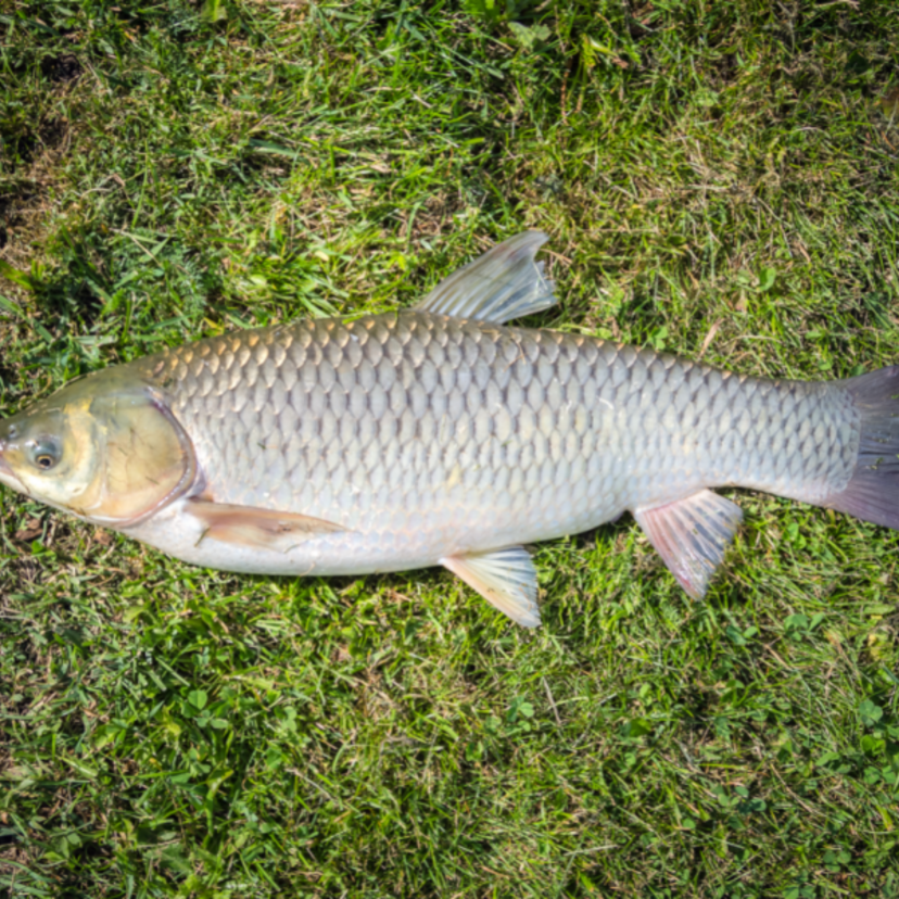 Sonhar com peixe grande: No mar, no rio, no aquário e mais!