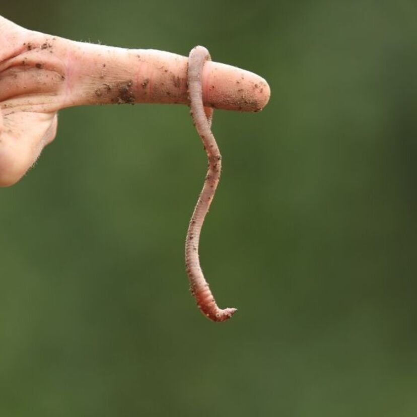 Sonhar com minhoca: No corpo, saindo da boca, na comida, na terra e mais!