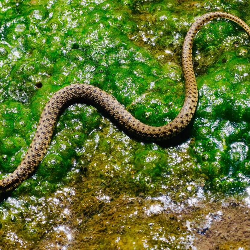 Sonhar com muitas cobras: Verdes, amarelas, pretas, coloridas e mais!