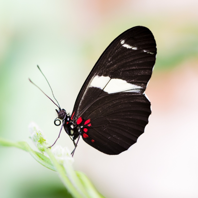 Borboleta preta: significado espiritual, tatuagem, em casa e mais!