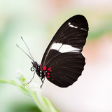 Borboleta preta: significado espiritual, tatuagem, em casa e mais!