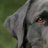 Sonhar com cachorro machucado: na pata, na barriga, na cabeça e mais!