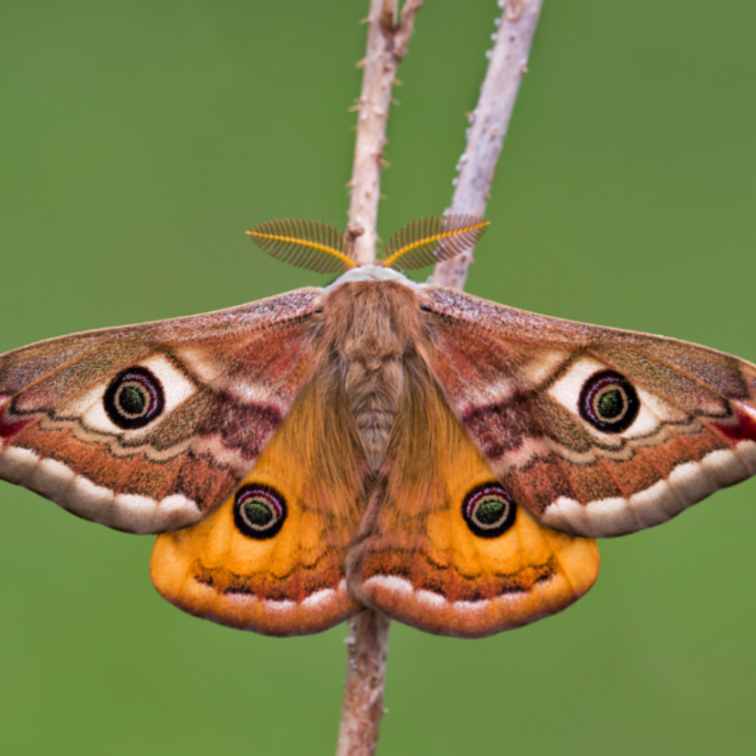 Sonhar com mariposa: preta, marrom, branca, vermelha, colorida e mais!