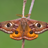 Sonhar com mariposa: preta, marrom, branca, vermelha, colorida e mais!