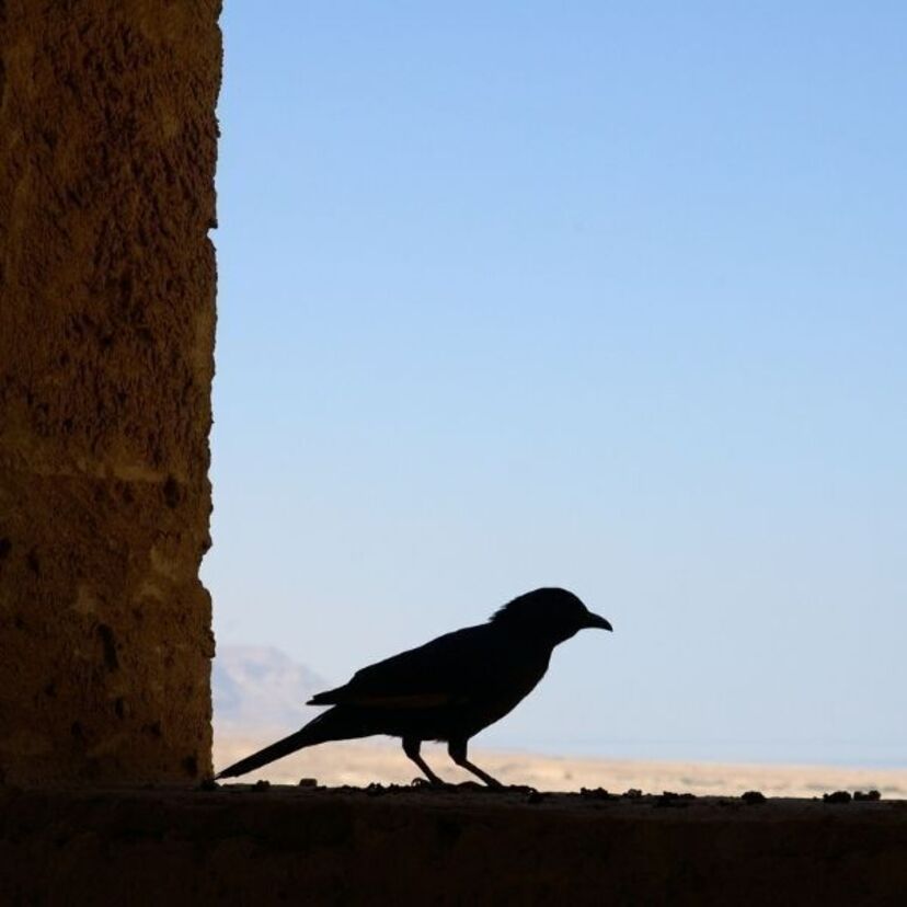 O que significa um passarinho na janela? Cantando, entrando e mais!