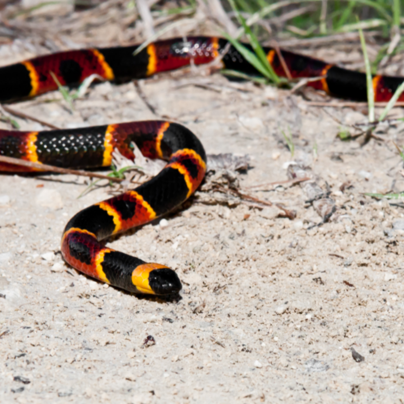 Sonhar com cobra-coral: Grande, pequena, filhote, picando e mais!