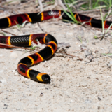 Sonhar com cobra-coral: Grande, pequena, filhote, picando e mais!