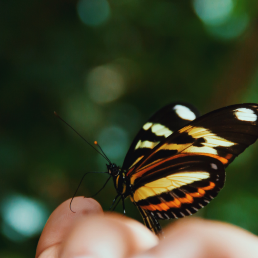 Borboleta como animal de poder: significado espiritual, no xamanismo e mais!