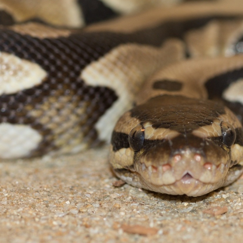 Sonhar com cobra marrom: Clara, escura, grande, pequena e mais!