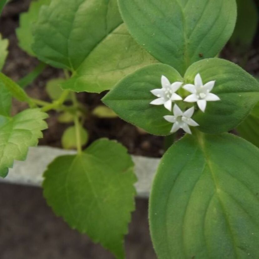 Banho de erva-cidreira: para que serve, com camomila, na umbanda e mais!