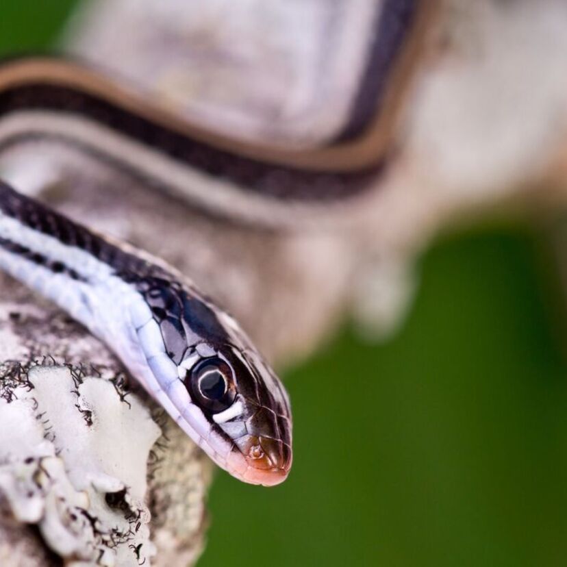 Sonhar com cobra pequena: Amarela, verde, preta, fina, picando e mais!