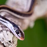 Sonhar com cobra pequena: Amarela, verde, preta, fina, picando e mais!