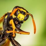 Sonhar com marimbondo: preto, amarelo, picando, voando, morto e mais!