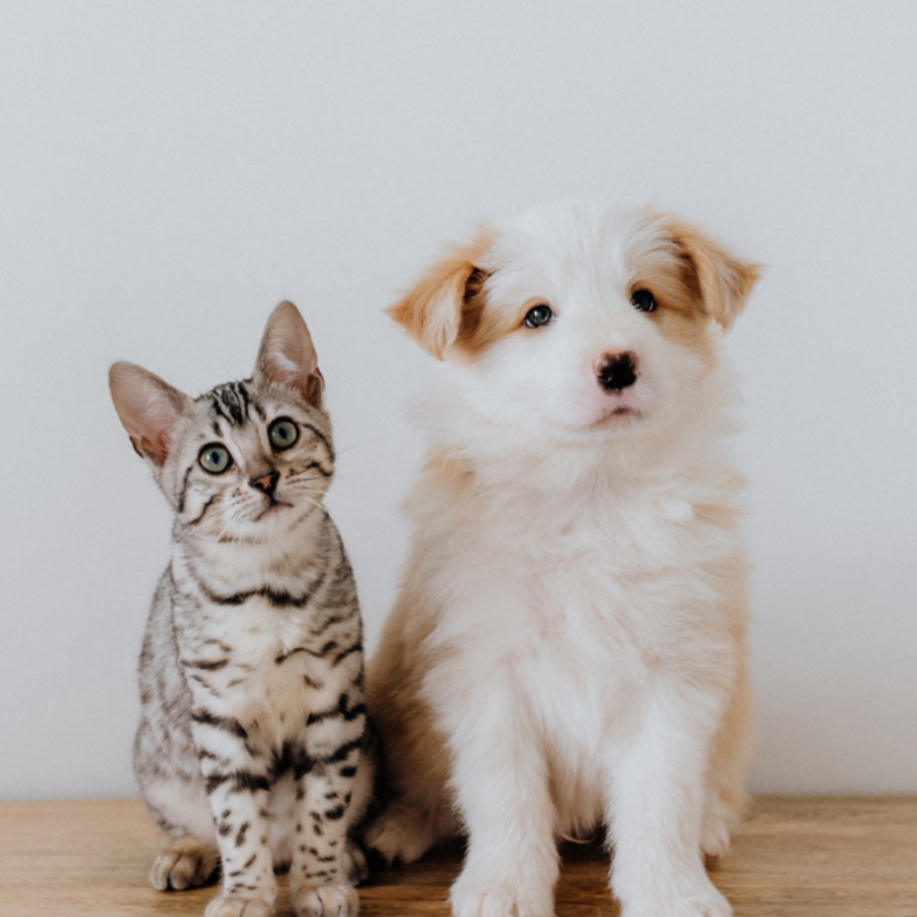 Sonhar com gato e cachorro: Brigando, mordendo, machucados e mais!