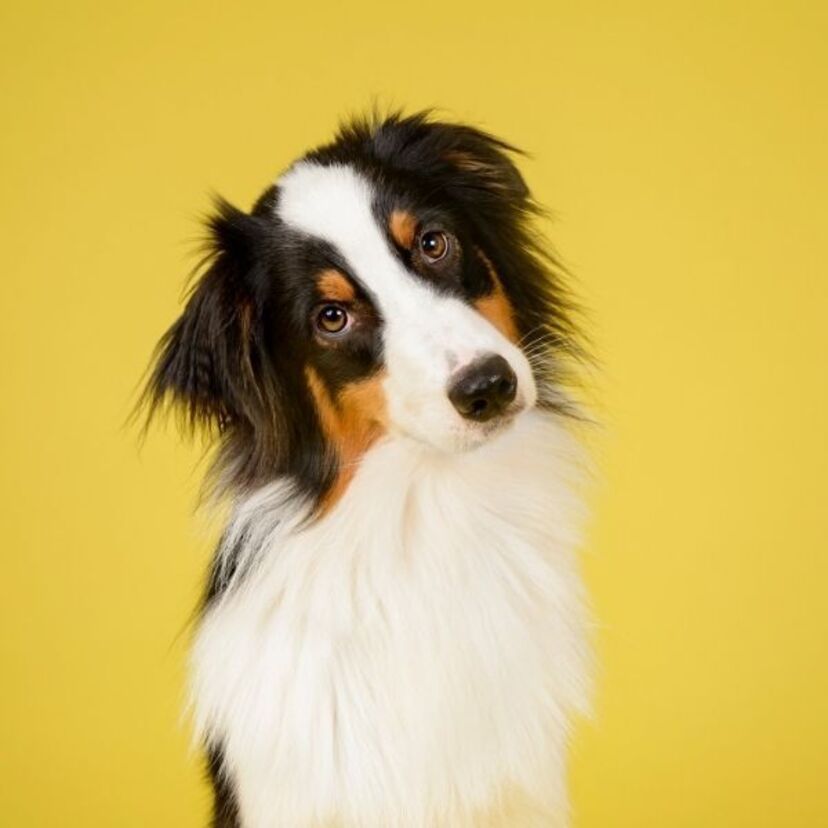 Sonhar com cachorro morto: envenenado, queimado, afogado, com sangue e mais!