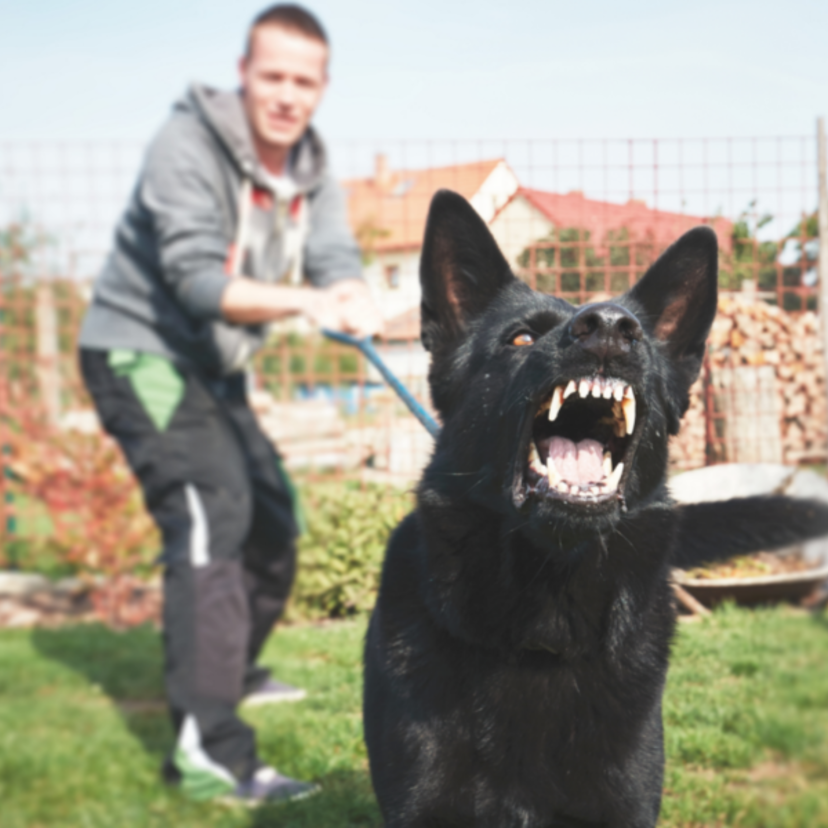 Sonhar com cachorro bravo: grande, rosnando, atacando, pitbull e mais! 