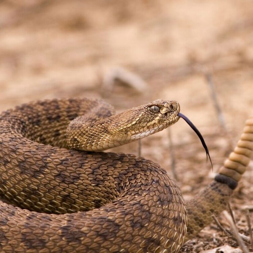 Sonhar com cobra cascavel: Atacando, fugindo, balançando o guizo e mais!