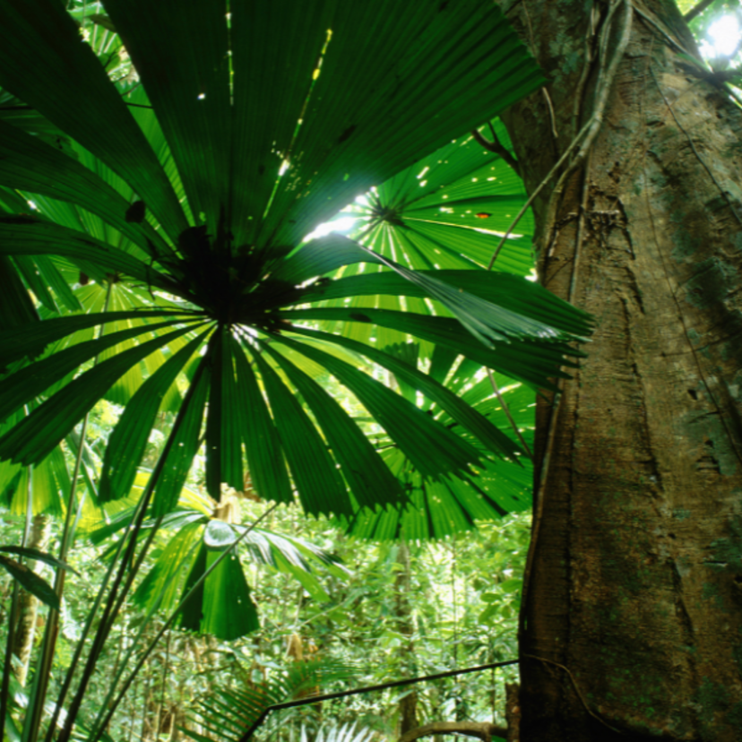 Significado de sonhar com floresta: que mora, se perde, caminha e mais! 