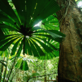 Significado de sonhar com floresta: que mora, se perde, caminha e mais! 