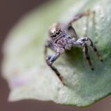 O que significa sonhar com aranha? Pequena, grande, preta e mais!