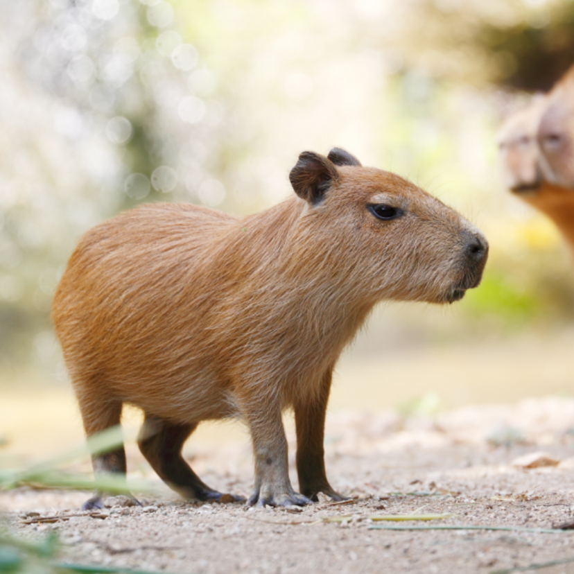 Sonhar com animais: de estimação, selvagens, marinhos e mais!