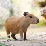 Sonhar com animais: de estimação, selvagens, marinhos e mais!