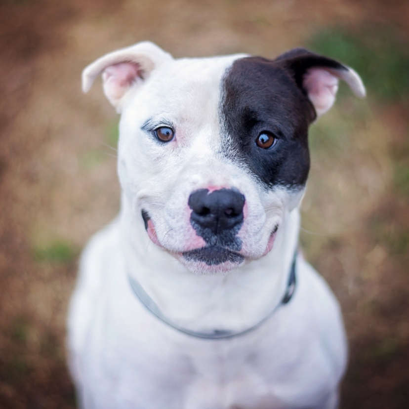 Sonhar com Pitbull: preto, marrom, branco, manso, bravo e mais! 