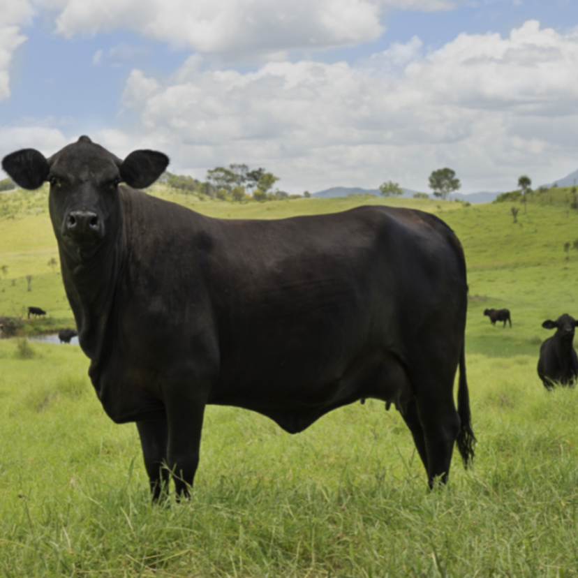 Sonhar com vaca preta: brava, mansa, magra, gorda, filhote e mais!