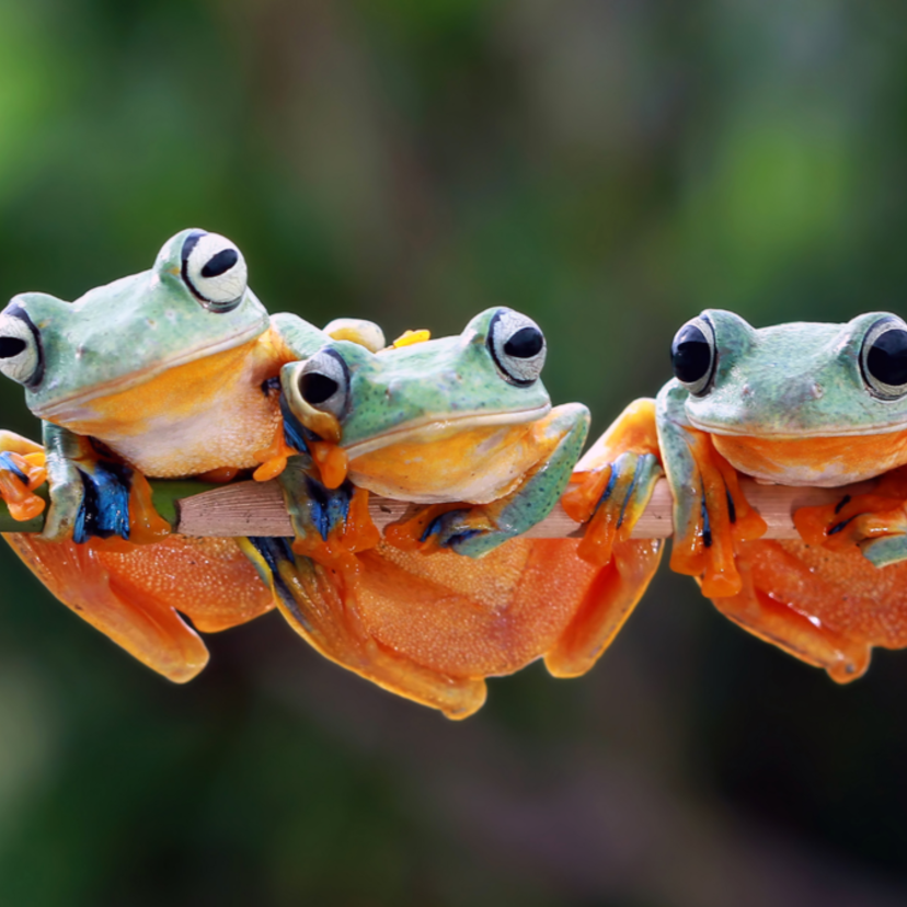 O que significa sonhar com sapo? Grande, verde, falante e mais!