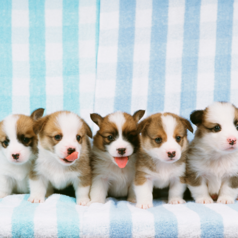 Sonhar com filhote de cachorro: branco, preto, marrom, amarelo e mais!