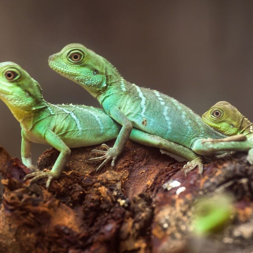 O que significa sonhar com lagarto: atacando, camuflado e mais!