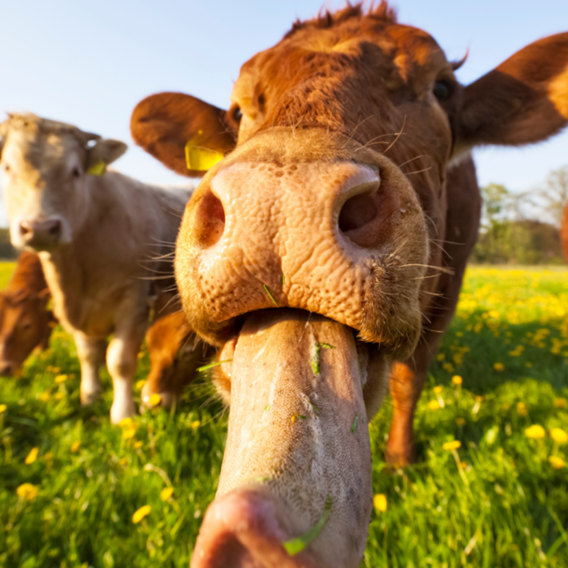 O que significa sonhar com vaca brava? Chifres, correndo atrás e mais!