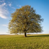 O que significa sonhar com árvore: gigante, caindo, frutífera e mais!