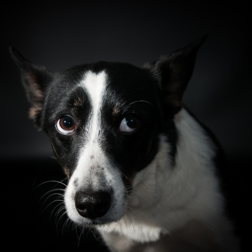 Sonhar com cachorro morrendo: na sua frente, por sua causa e mais!