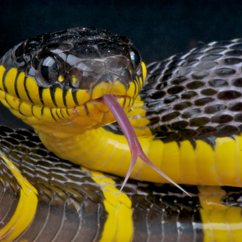 Sonhar com cobra amarela e preta: Grande, pequena, morta, em casa e mais!