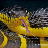 Sonhar com cobra amarela e preta: Grande, pequena, morta, em casa e mais!