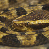 O que significa sonhar com cobra enrolada? Na perna, pé, corpo e mais!