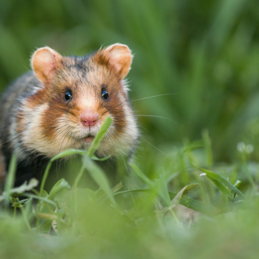 Sonhar com hamster: branco, marrom, preto, cinza, mordendo e mais!