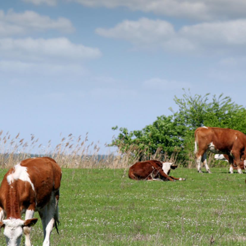 Sonhar com fazenda: conhecida, desconhecida, bonita, com gado e mais!