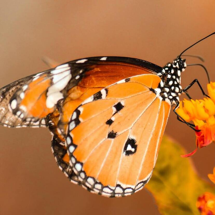 Qual o significado da borboleta laranja? Veja isso e mais informações!