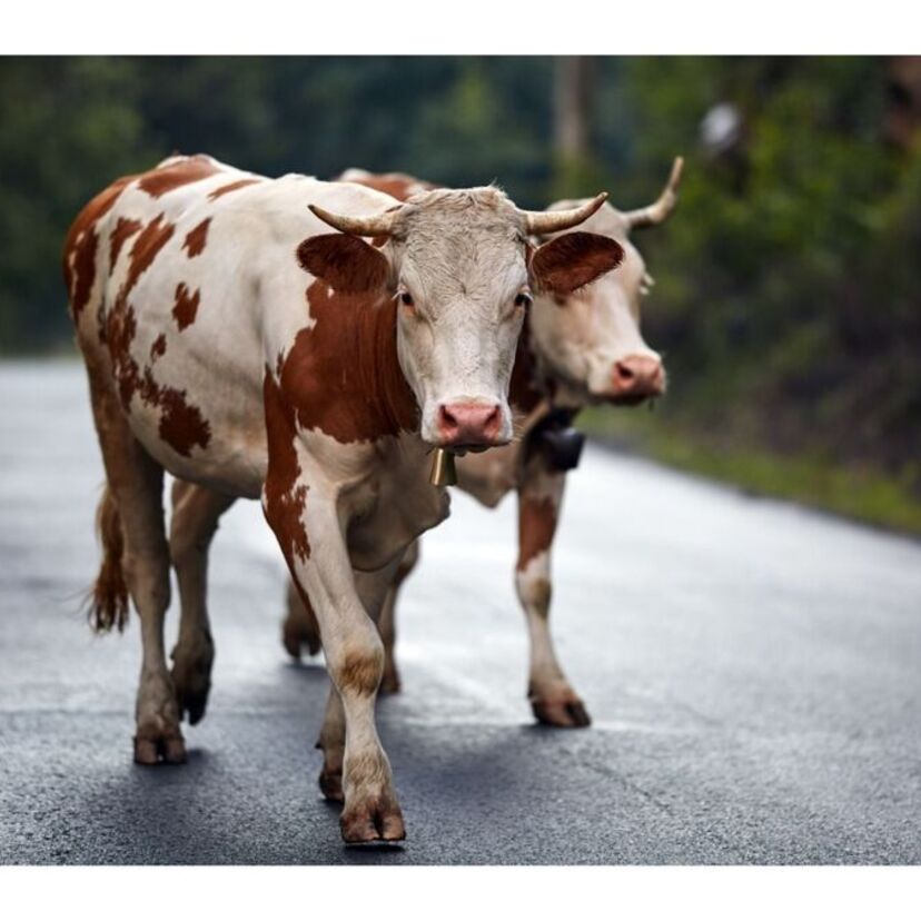 O que significa sonhar com vaca? Brava, branca, correndo e mais!