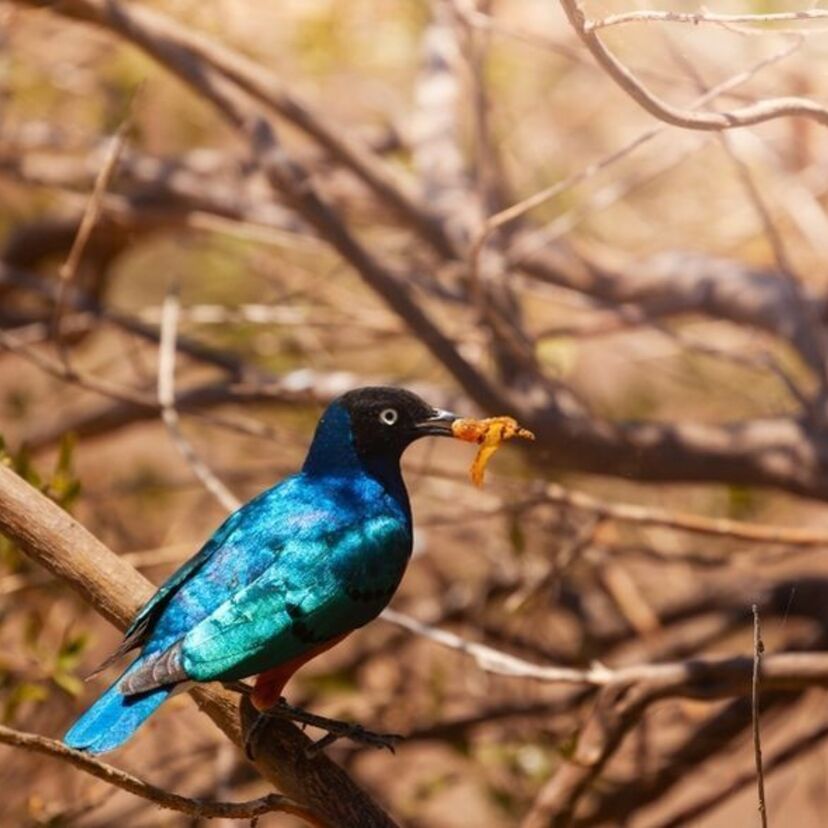 Sonhar com aves: coloridas, mortas, pretas, filhotes e mais!